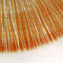 Color/Texture dinnerware 1